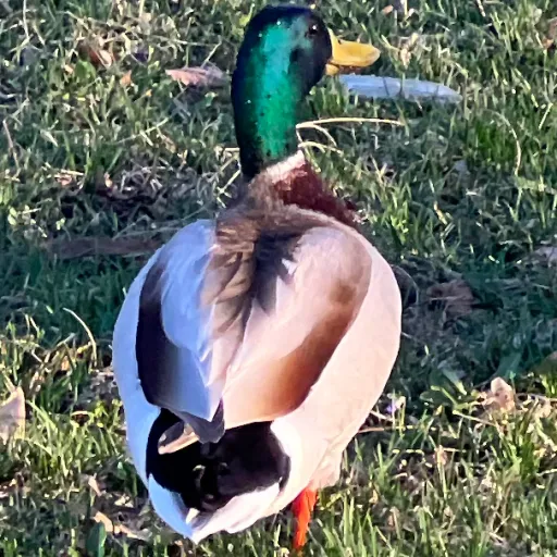 creator I took your toast's avatar