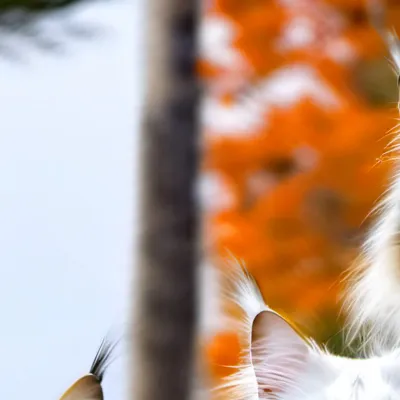 chat with ai character: Maine coon cats🙃