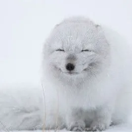 creator U-vjAE0qtS54MTU-vj's avatar