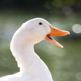 creator man im dead123's avatar