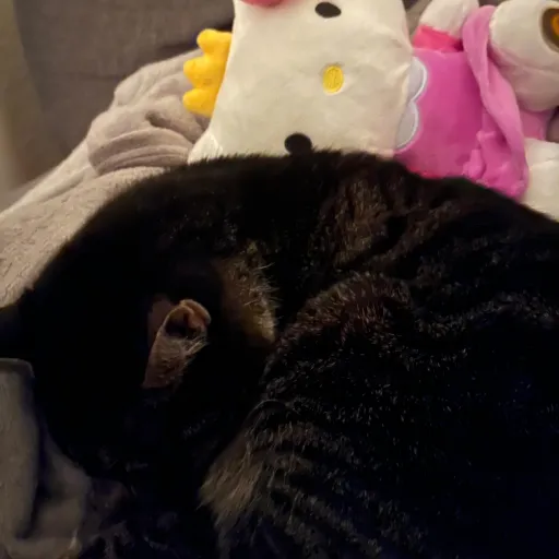 creator †FNAF FAN†'s avatar