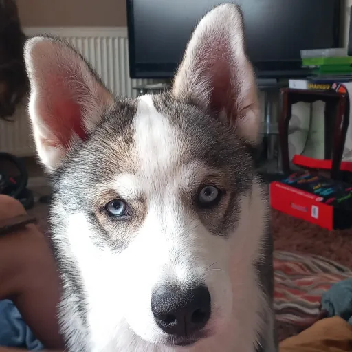 talkie's author avatar