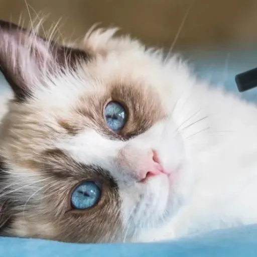 creator A kind cat's avatar