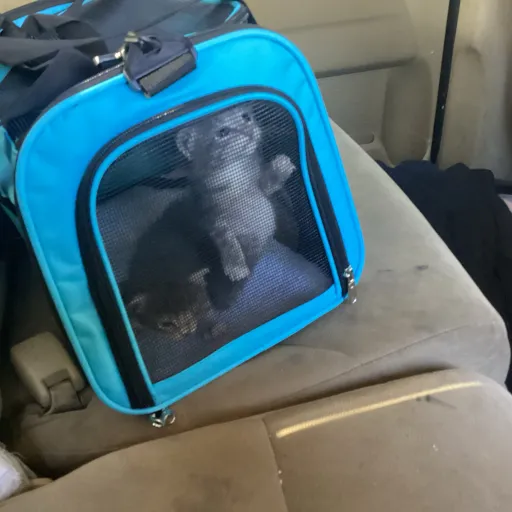 creator Kitten, lover,'s avatar