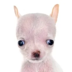 creator pink waffles's avatar