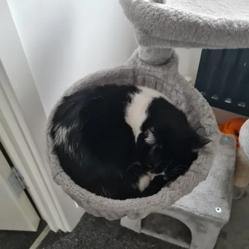 talkie's author avatar