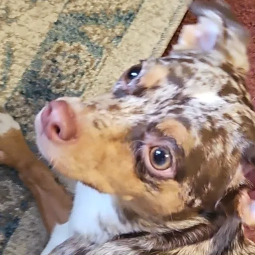 talkie's author avatar