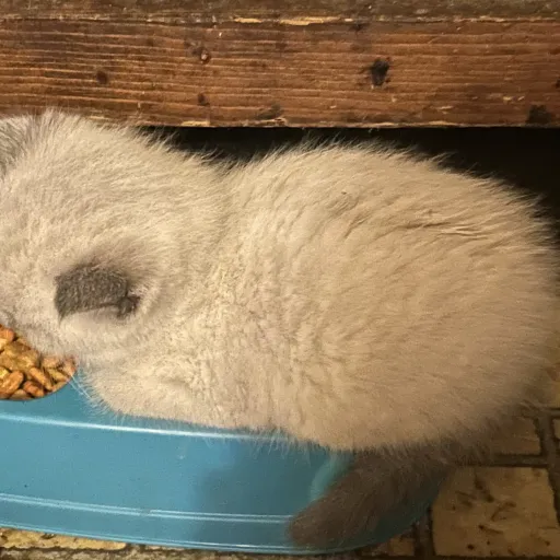 creator Aiden1232 real!!'s avatar