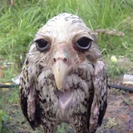 creator buttheadtalkior828's avatar