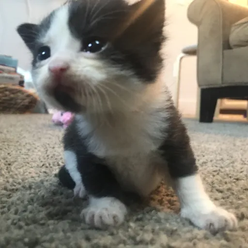 creator Froknows's avatar