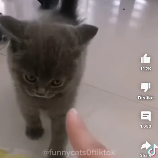 creator Talkior-VvGeB7cQ's avatar