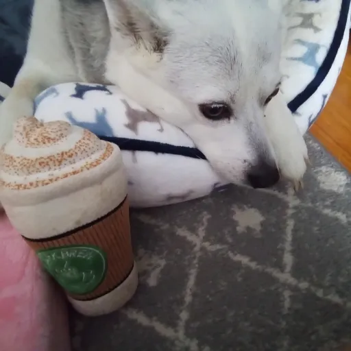 creator h4pqy's avatar