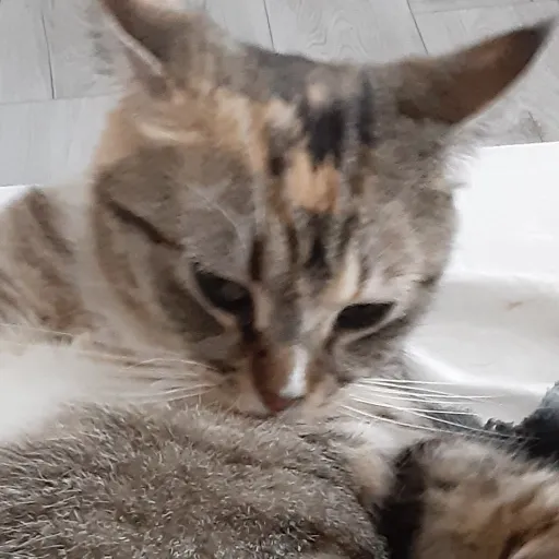 talkie's author avatar