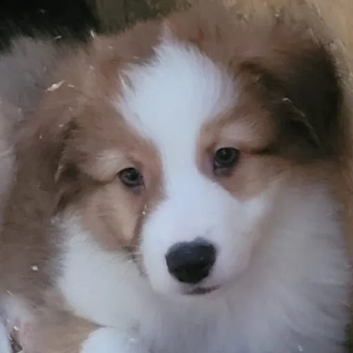 creator ♤~Charlie~♤'s avatar