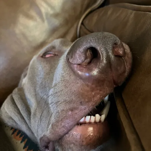 creator Dom._.'s avatar