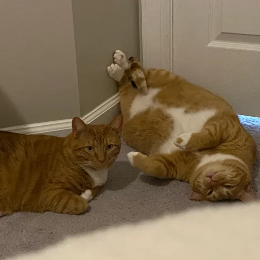 creator Catlover4321's avatar