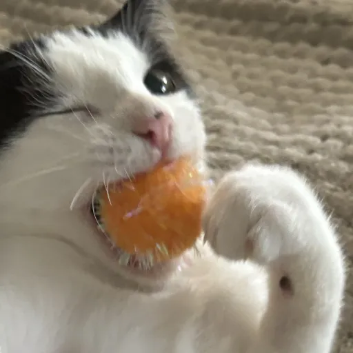 creator CrazyKiwi's avatar