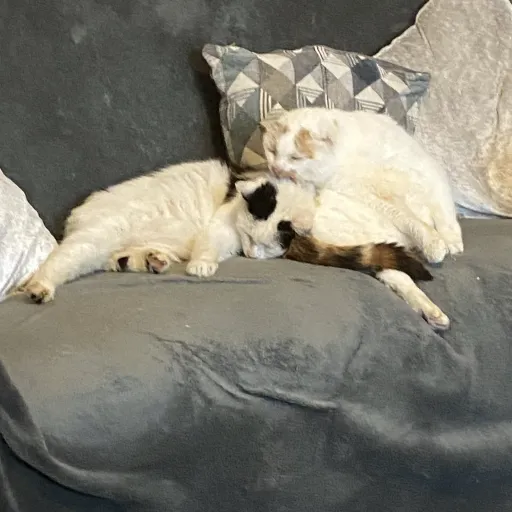 creator AVA UR BESTIE's avatar