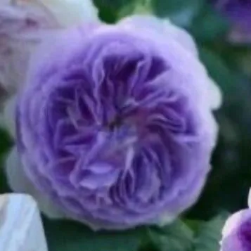 creator « idk » >:)'s avatar