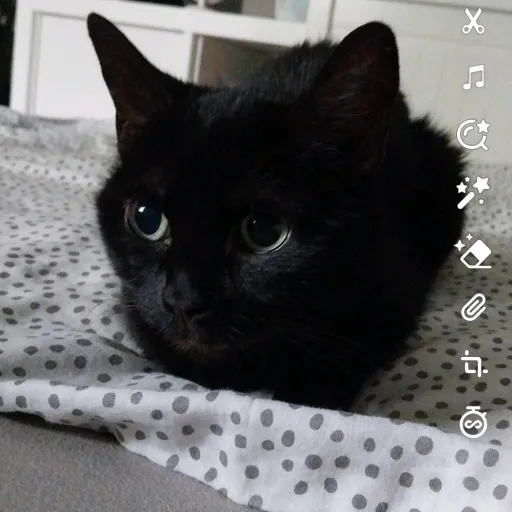 creator pinkFluffyUnicorn🤨's avatar