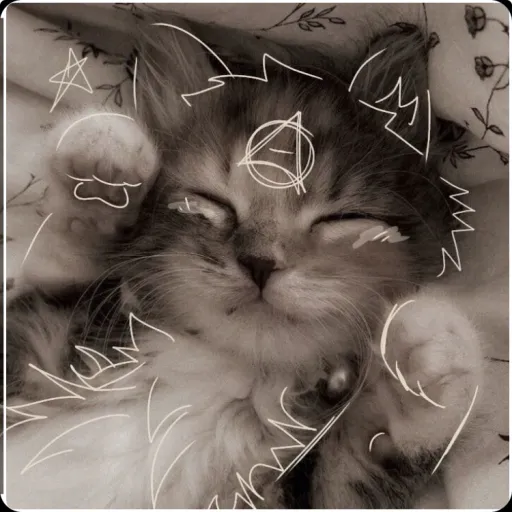 creator Mrs.cat lover's avatar