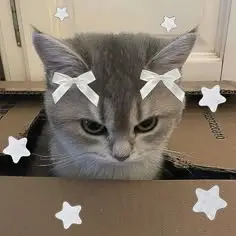 creator 🌟💫KITTY_ᒪITTY⭐🐱's avatar