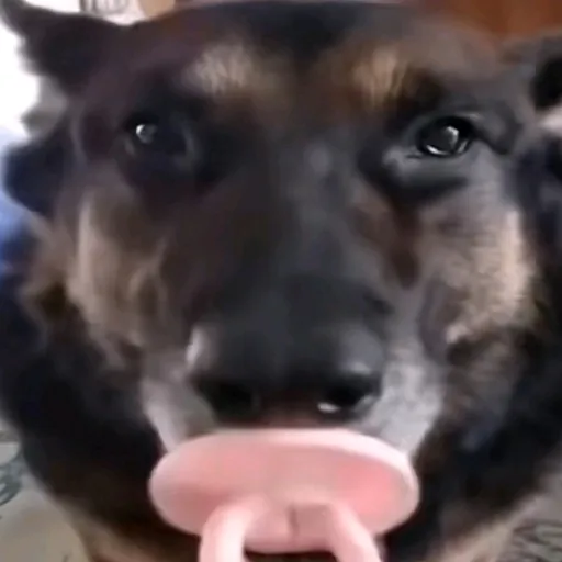 creator Zanes#1Glazer's avatar