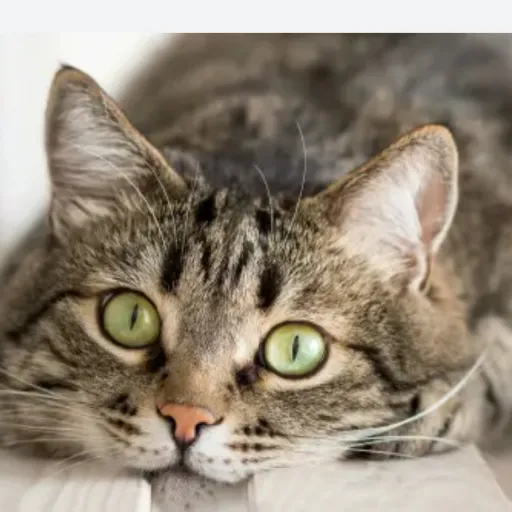 creator HPcat's avatar