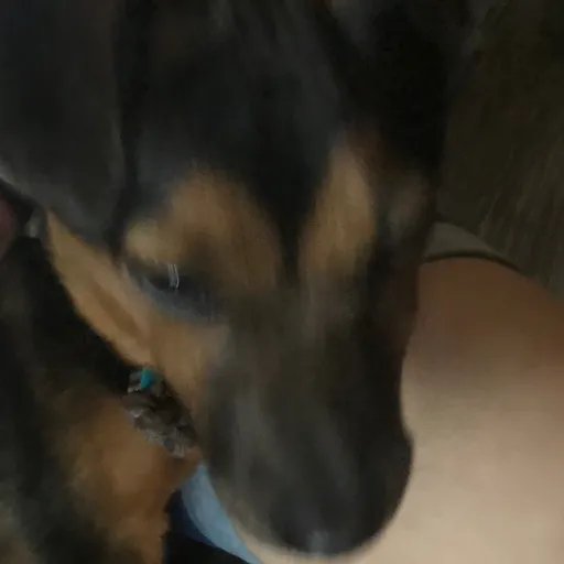 creator Woody the dawg's avatar