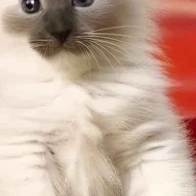 chat with ai character: Rainy