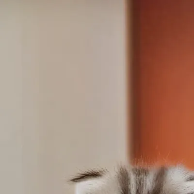 chat with ai character: Meowowwowowowowow