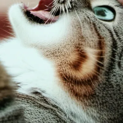 chat with ai character: Hummus