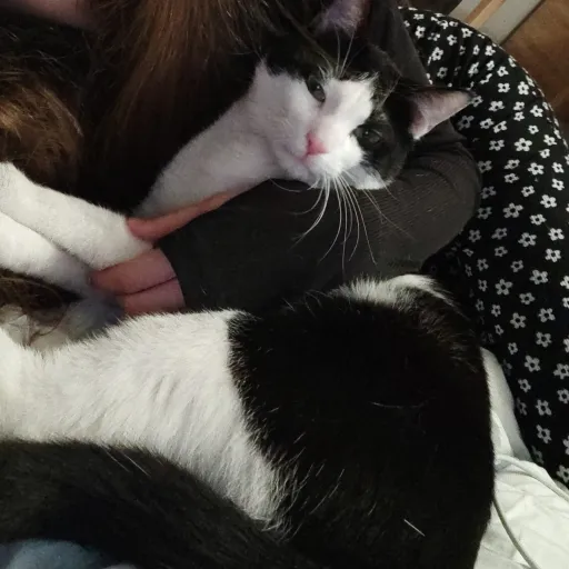 talkie's author avatar