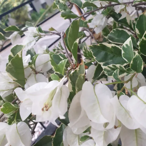 creator 🌌💚e m o z i e 💚💜🌌's avatar