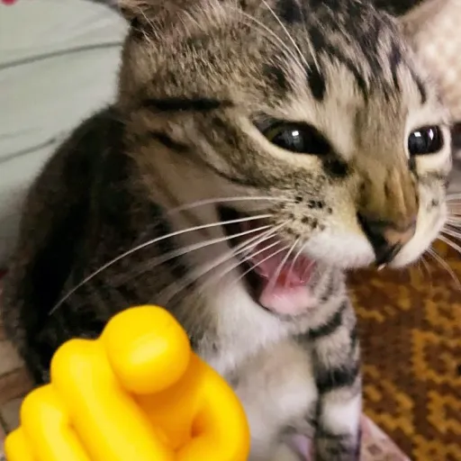 creator AlianaRenker's avatar