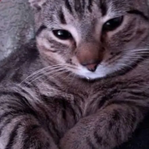 creator ☯𖤐Asher𖤐☯'s avatar