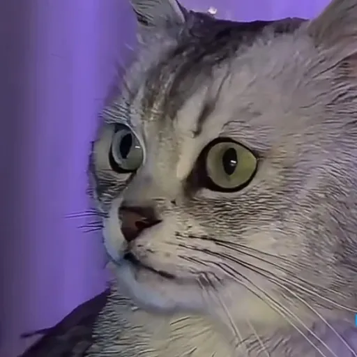 creator Its yall girl Harp's avatar