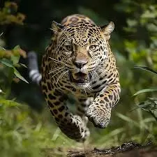 creator R41N_F0R3STZ's avatar