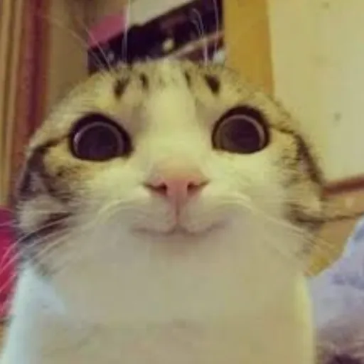 creator Cookie_xoxo7's avatar