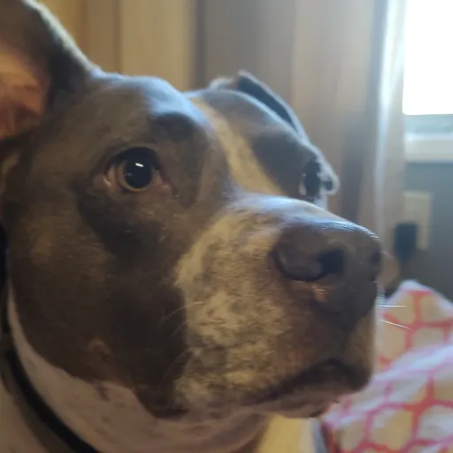 creator mivority's avatar