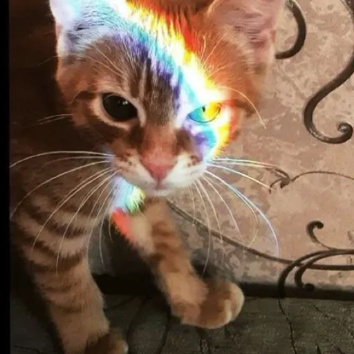 creator Symbols's avatar