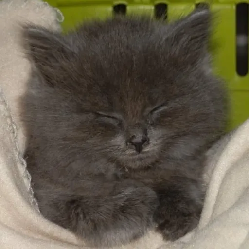 creator lilla cat's avatar