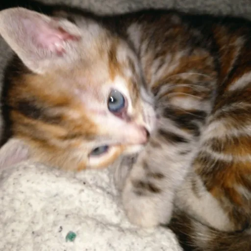 creator Luna_the_cat's avatar