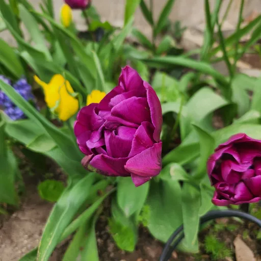 creator charlieswnderland's avatar