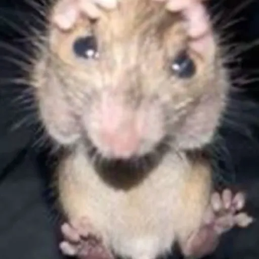 creator -|Louve|-'s avatar