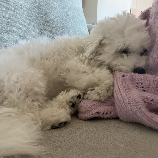 creator Itsjustrose's avatar