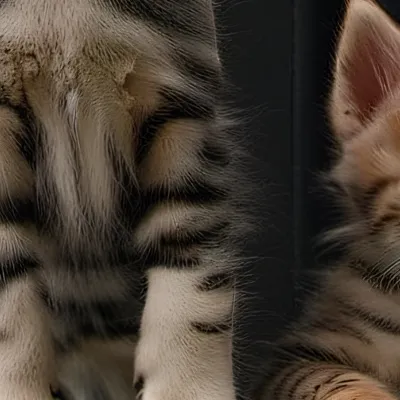 chat with ai character: Kittens