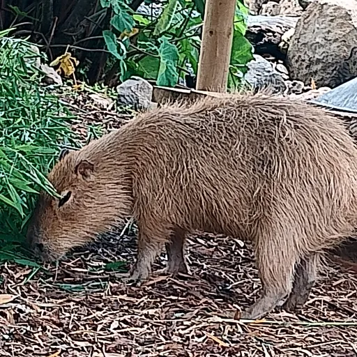 creator peppertheOGroblox's avatar