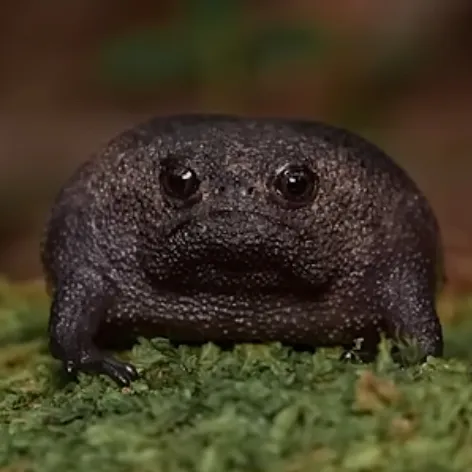 creator KK_Carr0t's avatar