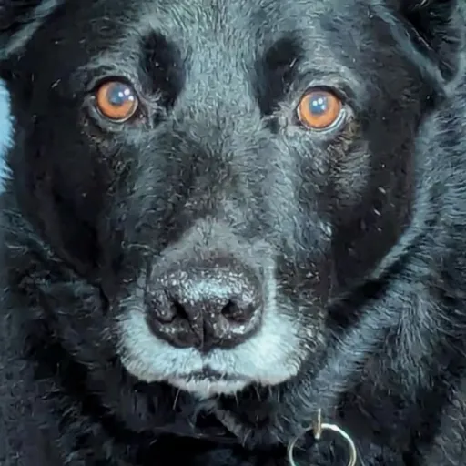 creator Casualmdlover's avatar